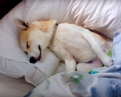 Pup Plays Dead To Avoid The Vet, But Mom Knows Just The Trick To Get Her Up