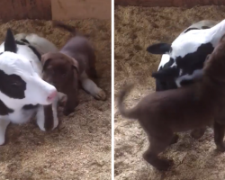 Puppy Introduces Himself To A Newborn Calf, And He Can’t Hold Back