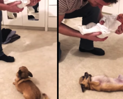 Puppy Waits 9 Long Months For Baby Brother, Finally Gets To Meet Him