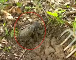 Farmer Approaches Baby Robin With Pitchfork – Robin’s Reaction To Him Has Internet In Stitches
