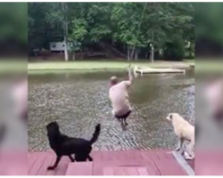 Dogs Jump Into Lake To ‘Rescue’ Dad