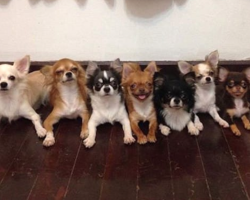 Seven Chihuahuas And Their ‘Dad’ All Live Together, And They Couldn’t Be Happier