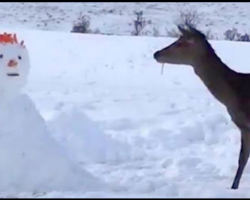 Deer Stumbles Upon Snowman In Her Path, Knows Exactly What To Do With It