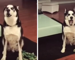 Husky Gets Scolding From Mom, But Throws Oscar-Winning Tantrum