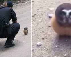 Police Officer Finds Tiny Baby Owl And Has The Most Adorable Conversation With Her