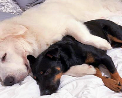 Rescue Puppy Meets His New Big Brother And Refuses To Leave His Side