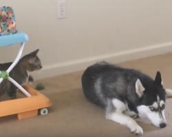 Women hears cat meowing at dog, but then sees he won’t stop when she keeps the camera recording