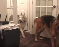 Mom Follows Upset Dog Through The House To See What’s The Matter