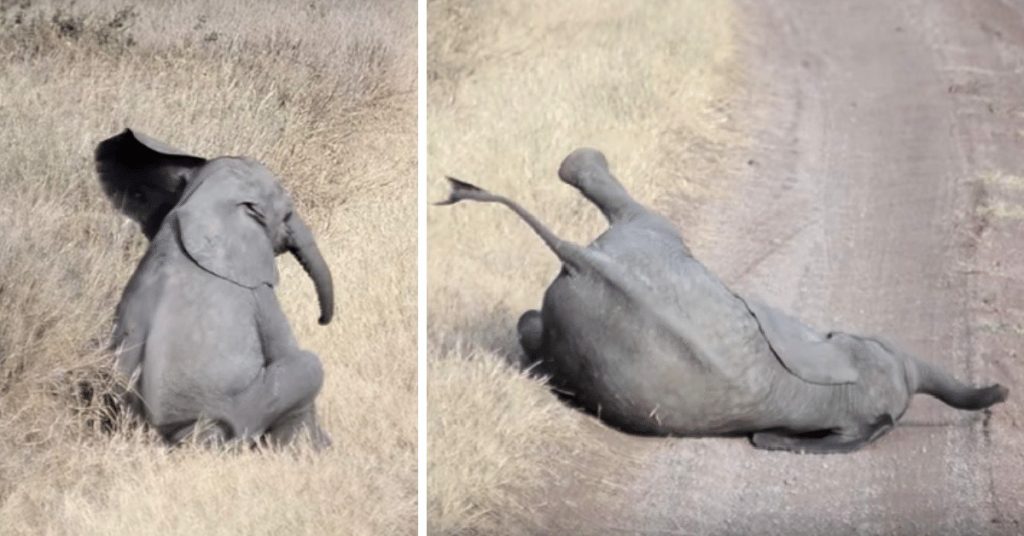 Baby Elephant Throws Temper Tantrum Like Human Child, Gets Royally