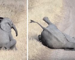 Baby Elephant Throws Temper Tantrum Like Human Child, Gets Royally Ignored By The Adults