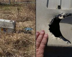 Bikers Find Chewed Up Crate In Field. When They Look Inside Their Hearts Drop
