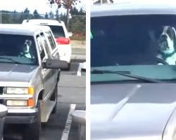 Dad Leaves Dog In Car Until He’s Caught On Camera Grabbing Dad’s Attention