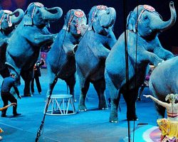 New Jersey Becomes First U.S. State To Ban Use Of All Wild Animals In Circuses