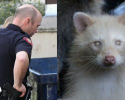 Cop Hears Rustling In A Dumpster – Out Pops One Of The Rarest Creatures On Record
