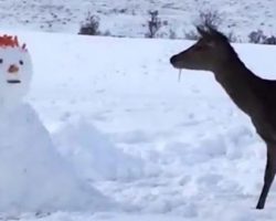 Snowman Blocks Deer’s Path, Deer Comes Up With Solution And Wins The Internet
