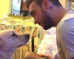 Guilty Dog Asks For Dad’s Forgiveness, And It’s Melting The Internet’s Hearts