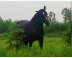 2 Girls Playing Fleetwood Mac Freak Out When Horse Starts To Dance To The Song