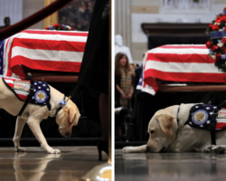 George H.W. Bush’s Beloved Service Dog ‘Sully’ Has A Heartwarming New Mission