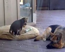 German Shepherd Puppy Refuses To Take His Nap, Now Watch Mom’s Reaction…