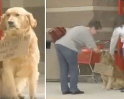Lonely Dog Sits Outside Target and Won’t Budge – Then Shoppers Read The Sign Around His Neck