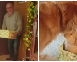 Grieving 12-Yr-Old Dog Gets Fluffy Present And Has The Most Precious Reaction