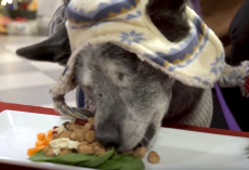 30 Homeless Animals Have A Holiday Feast And Feel Love For The First Time