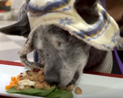 30 Homeless Animals Have A Holiday Feast And Feel Love For The First Time