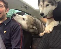 Man Picks Huskies Up From Daycare With Their Heartwarming Response Winning Over The Internet