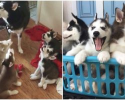 Husky Mom Starts To Howl, Then Her Puppies Imitate Her In Adorable Fashion