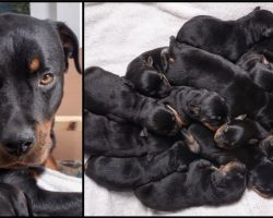 Rottweiler Gives Birth In The Middle Of The Night And The Babies Keep Coming Until 15 Are Born