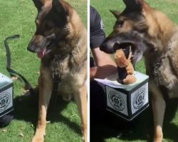 Watch What Happens When You Show a K9 Officer a Jack In The Box