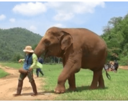 Mother Elephant Leads Caretaker To Baby So She Can Sing Her A Lullaby