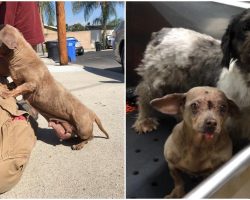 Dog With Tumor Is Dumped On The Streets With Her Friend, But They Remain Inseparable