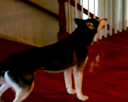 Husky Gives Hilariously Honest Answer When Mom Asks If Her Dog’s Stupid