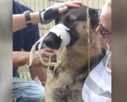 Stranger stumbles upon dog on side of the road with its muzzle taped shut