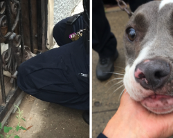 Officer Finds And Saves Dog Chained To A Door, And Then She Gives Him That Look
