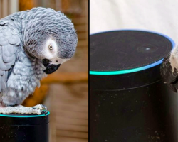 Talkative Parrot Meets Alexa And Won’t Stop Ordering Things From Amazon
