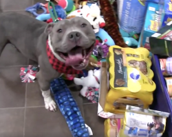 Shelter Has Their Animals Pick Out Gifts From Under The Tree Before Christmas