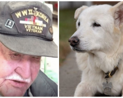 Nobody Wanted 13-Yr-Old Shelter Dog ‘Til Elderly Veteran Took One Look At Him