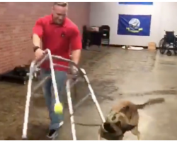 Energetic Service Dog Hilariously Fails Dog Training But Becomes Internet Star