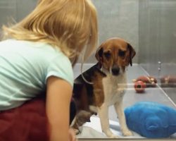 [Video] A Girl Crouches Next To A Dog In The Shelter To Say Hello, Then The Sweetest Thing Happens