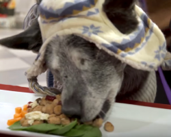 30 Shelter Animals Eat A Holiday Feast And Feel Love For The Very First Time