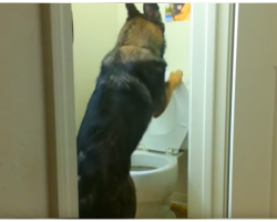 Brilliant German Shepherd Knows How To Use Bathroom And Flush The Toilet
