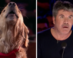Singing Dog Performs On America’s Got Talent, Simon Cowell Gives A Standing Ovation
