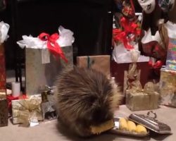 Porcupine Finds A Special Christmas Treat Under The Tree