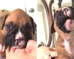 Boxer Puppy Snorts While Learning How To Howl, Ends Up Stealing The Internet’s Hearts