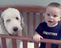 Dad Walks In And Asks The Toddler About The Dog In His Crib