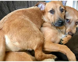 Dog Sees Her ‘Twin’ At Adoption Event, Tries To Convince Mom To Bring Him Home