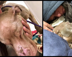 Woman Holds Dying Shelter Dog In Her Arms All Night So He Doesn’t Have To Die Alone
