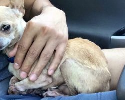 Woman Adopts All The Misfit Animals No One Wants, Now The Internet Is In Tears